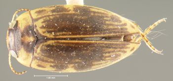 Media type: image;   Entomology 23932 Aspect: habitus dorsal view